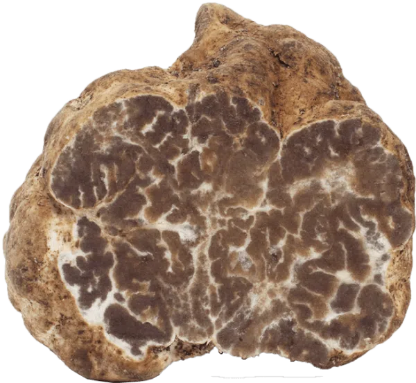 Tuber Borchii / Mirko Tartufi