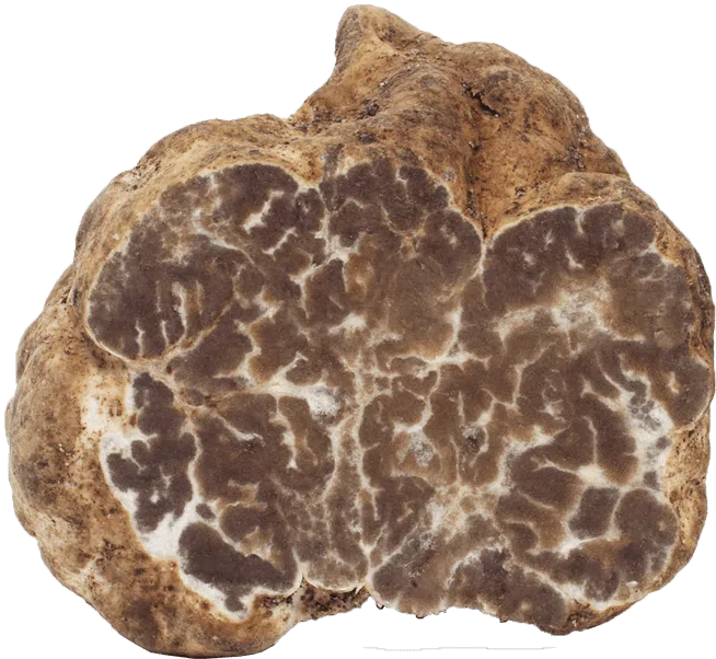 Tuber Borchii / Mirko Tartufi Tuber Borchii / Mirko Tartufi