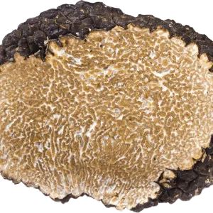 Mirko Tartufi | Tuber Uncinatum