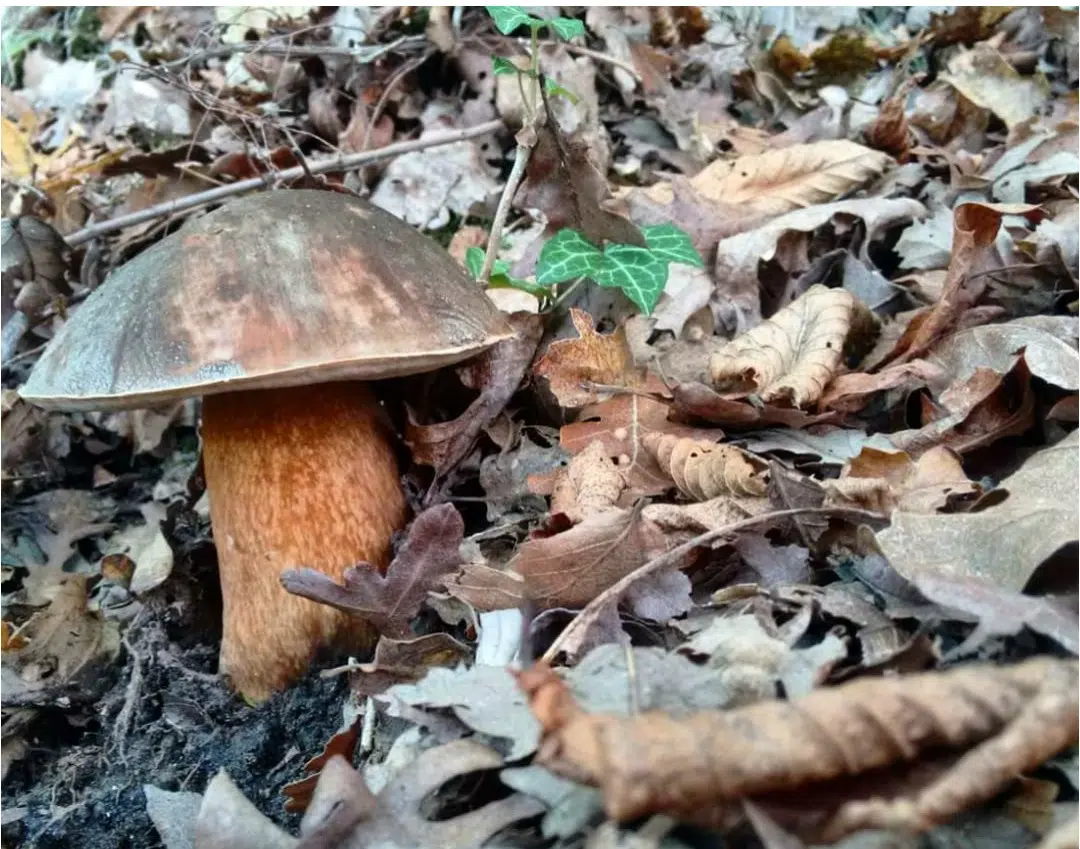 Mirko Tartufi / Golosa Mirko Tartufi / Golosa